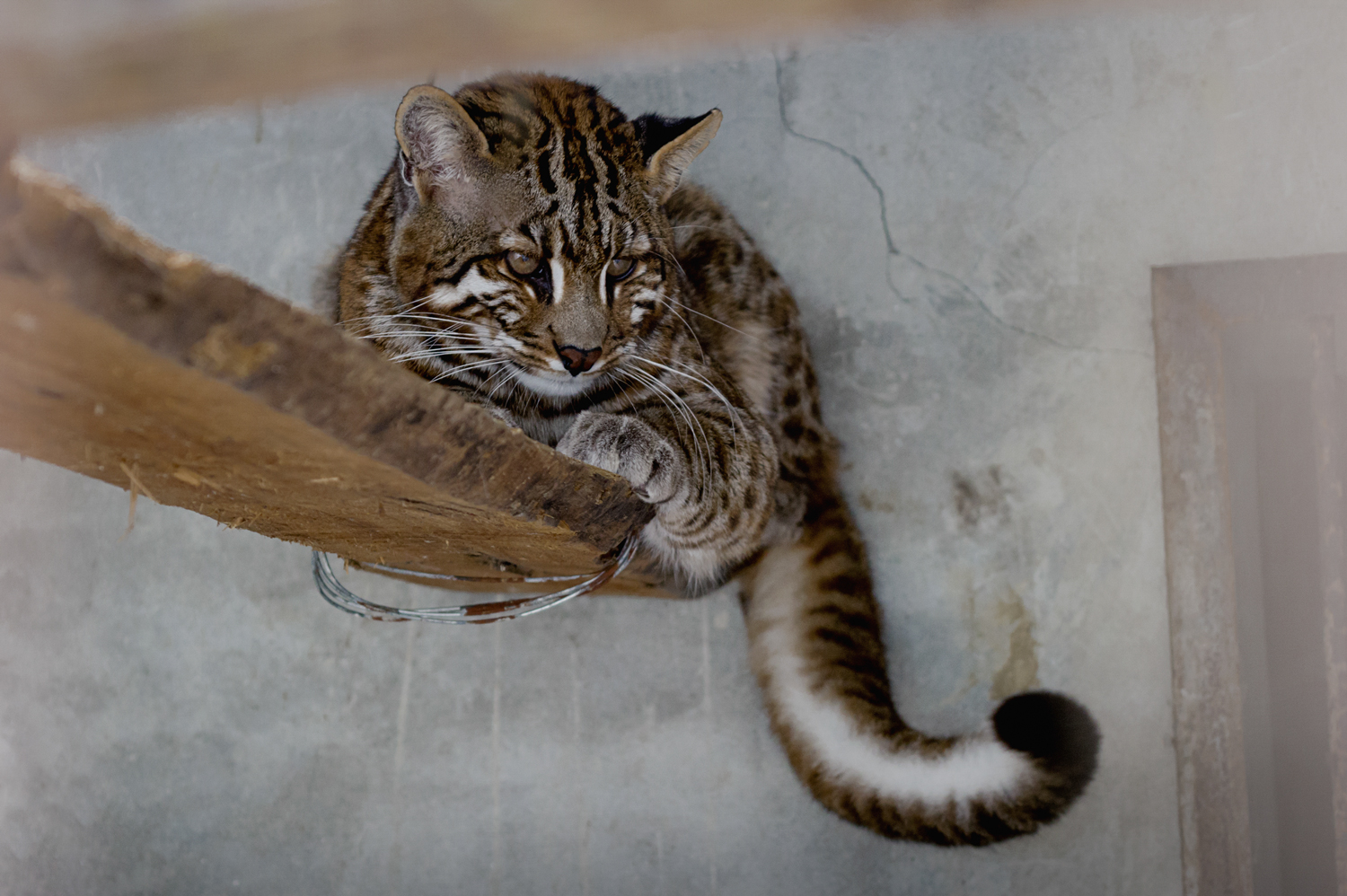 Shehong Zoo - Asian golden cat