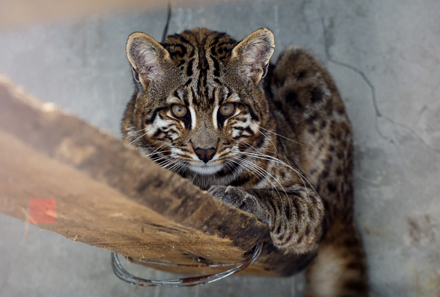 Shehong Zoo - Asian golden cat