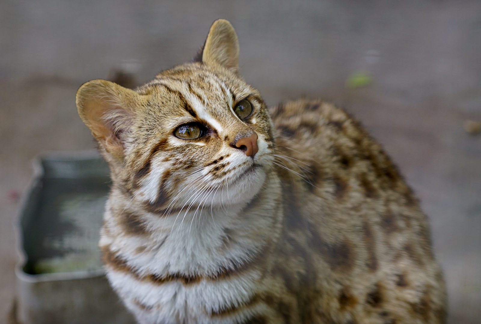 Shehong Zoo - Leopard cat
