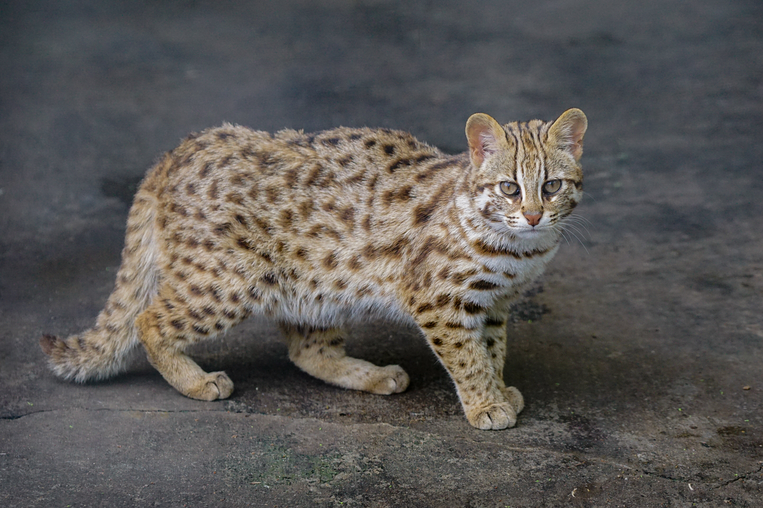 Shehong Zoo - Leopard cat