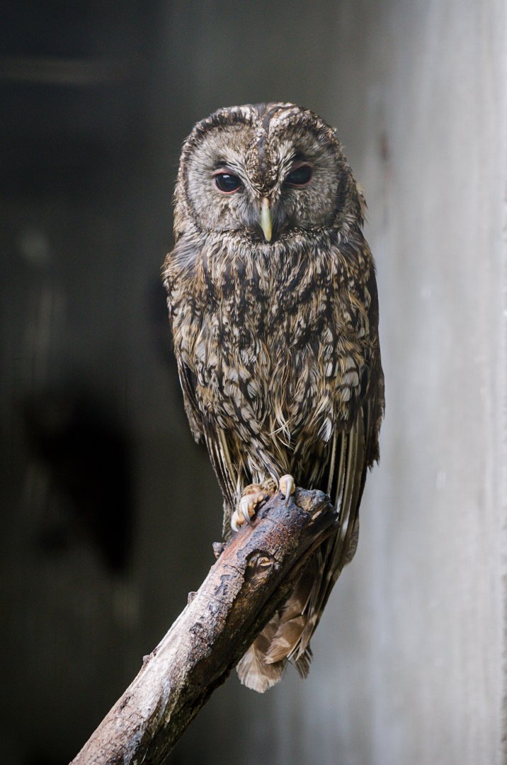 Shehong Zoo - Tawny owl