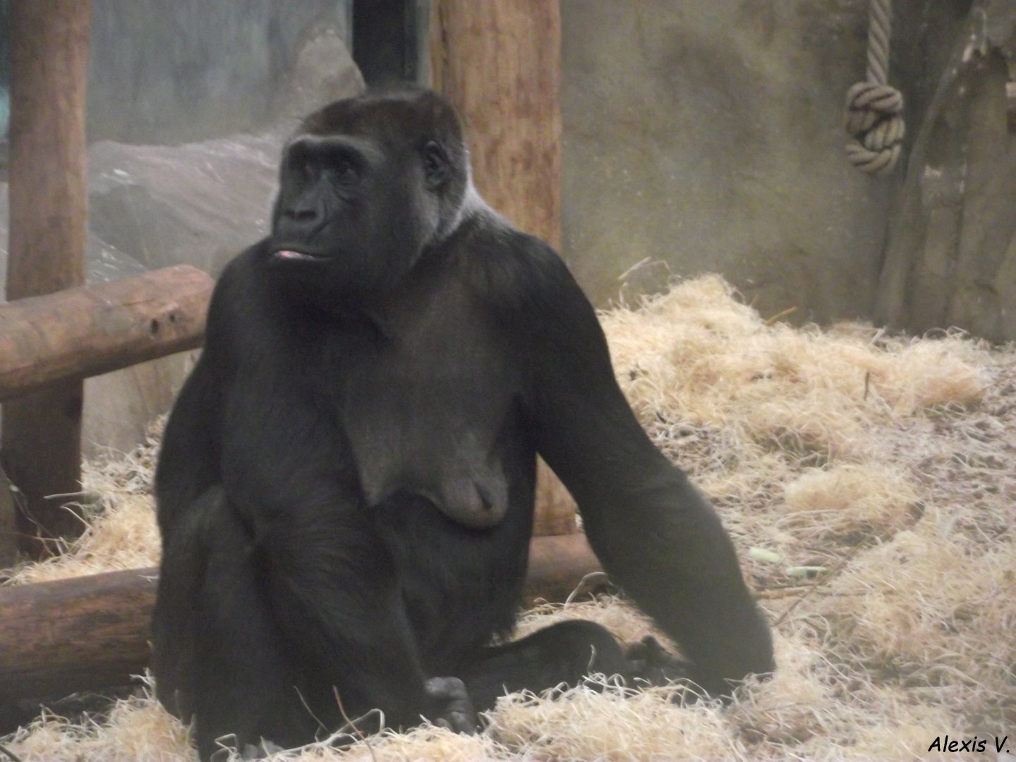 SHEILA, female Lowland Gorilla - Zooparc de Beauval - 12/01/2025