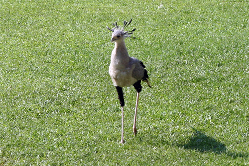 Sheila, Jurong BirdPark