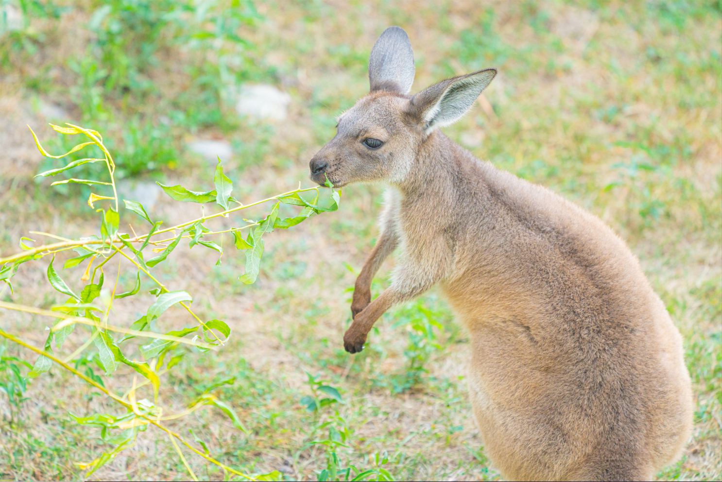 Sheila the female Western Grey Kangaroo joey