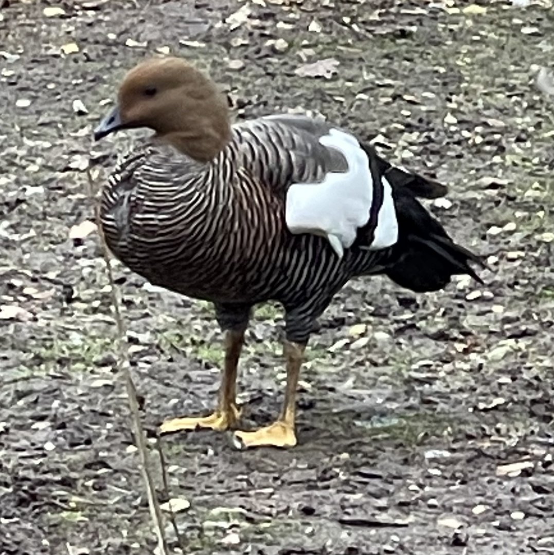 Sheldgoose ID - Melsop farm park