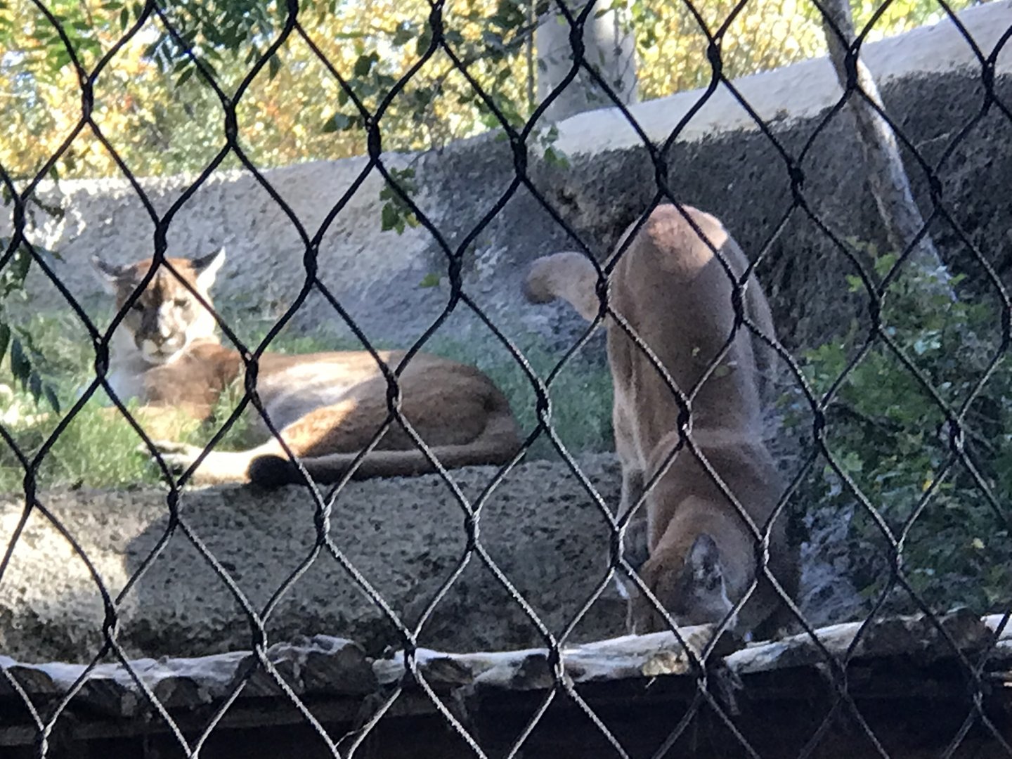 Sheldon and Leonard the Cougars (Puma concolor)