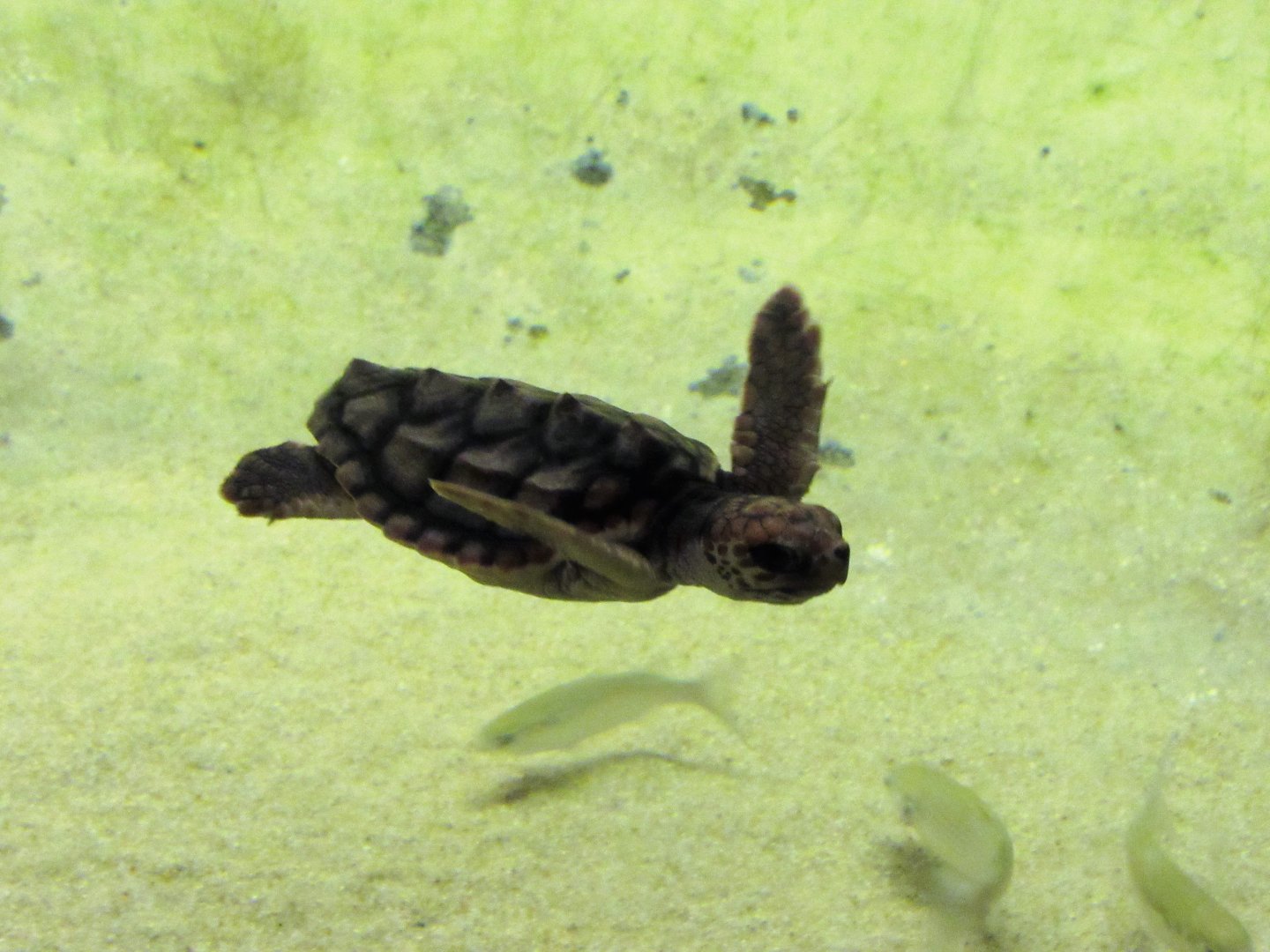 Sheldon, Loggerhead Sea Turtle