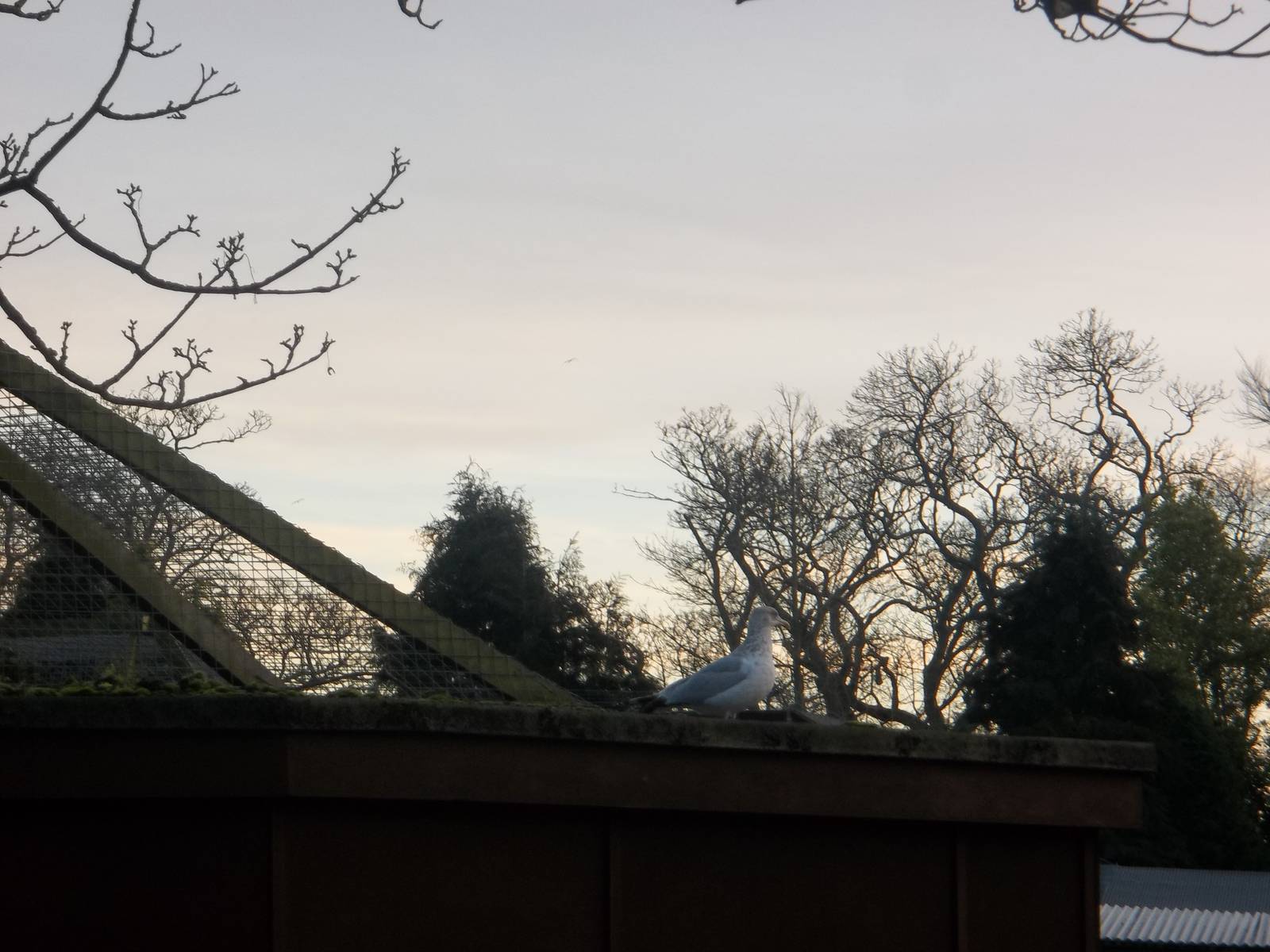 Sheldon on the Monkey House roof, 6th December 2014