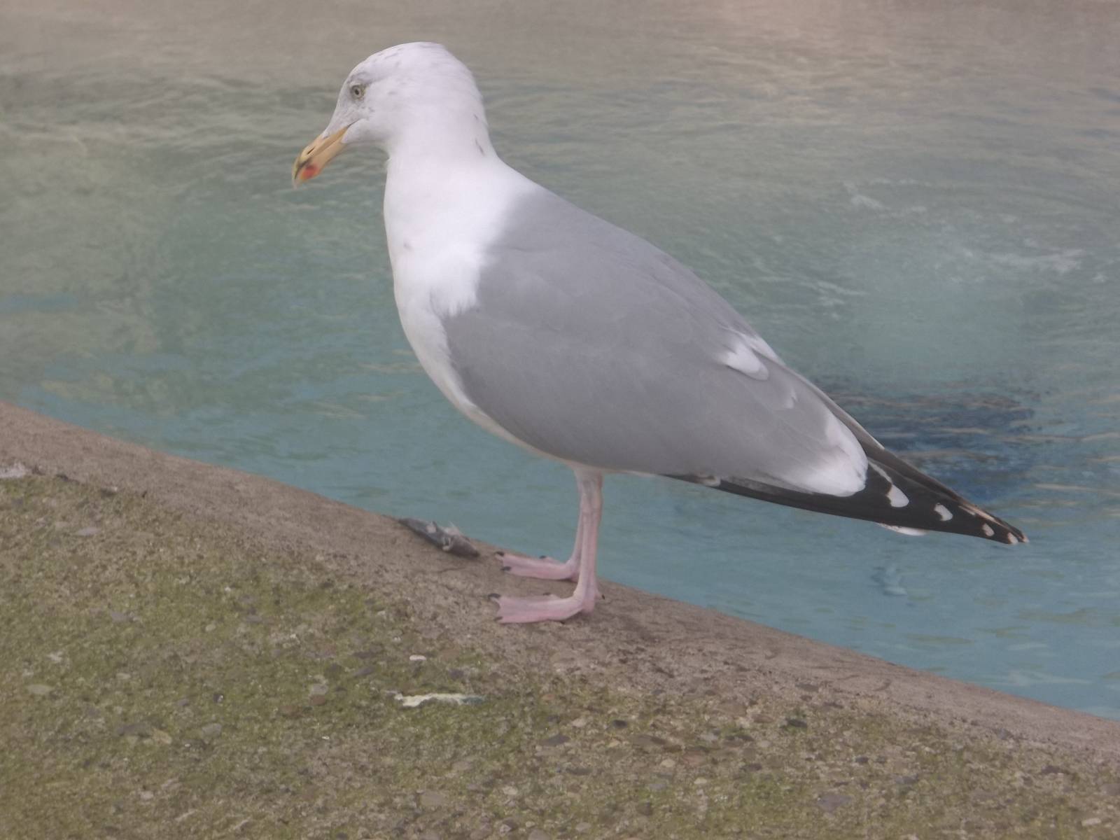 Sheldon steals a sprat, 21st February 2015