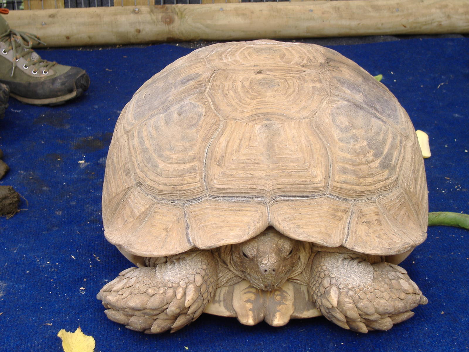 Sheldon the African spurred tortoise supplied by Amazing Animals for Jungle