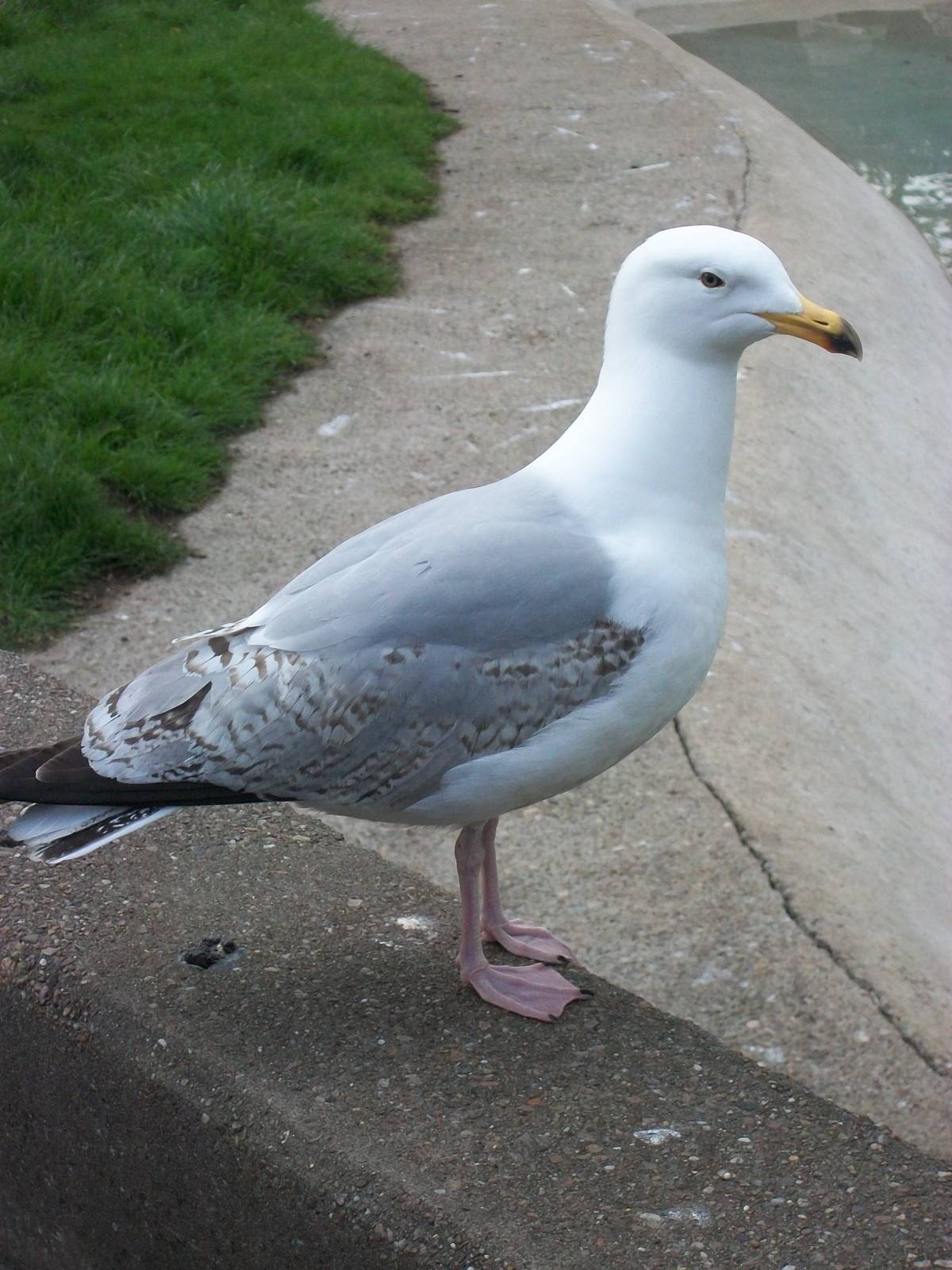 Sheldon, the zoo nuisance, 4th May 2014