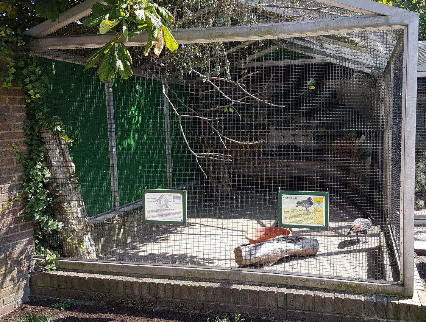 Shelduck and budgy-aviary