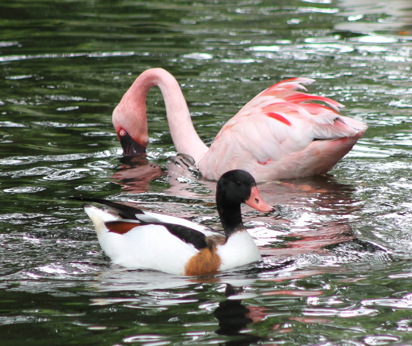 Shelduck and Lesser flamingo