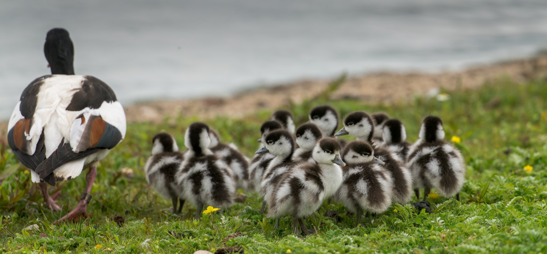 Shelduck Ducklings (wild) UK