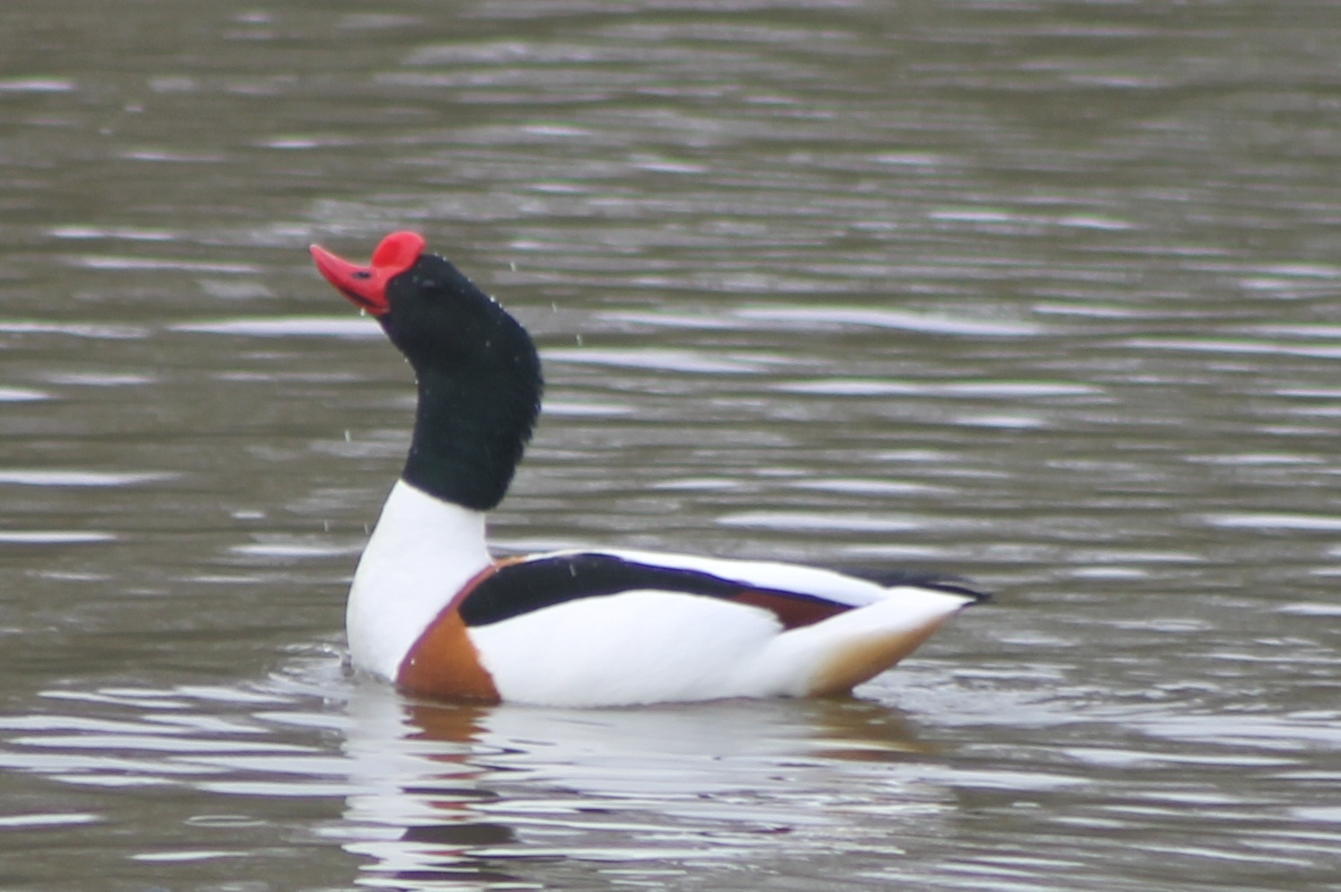 shelduck male