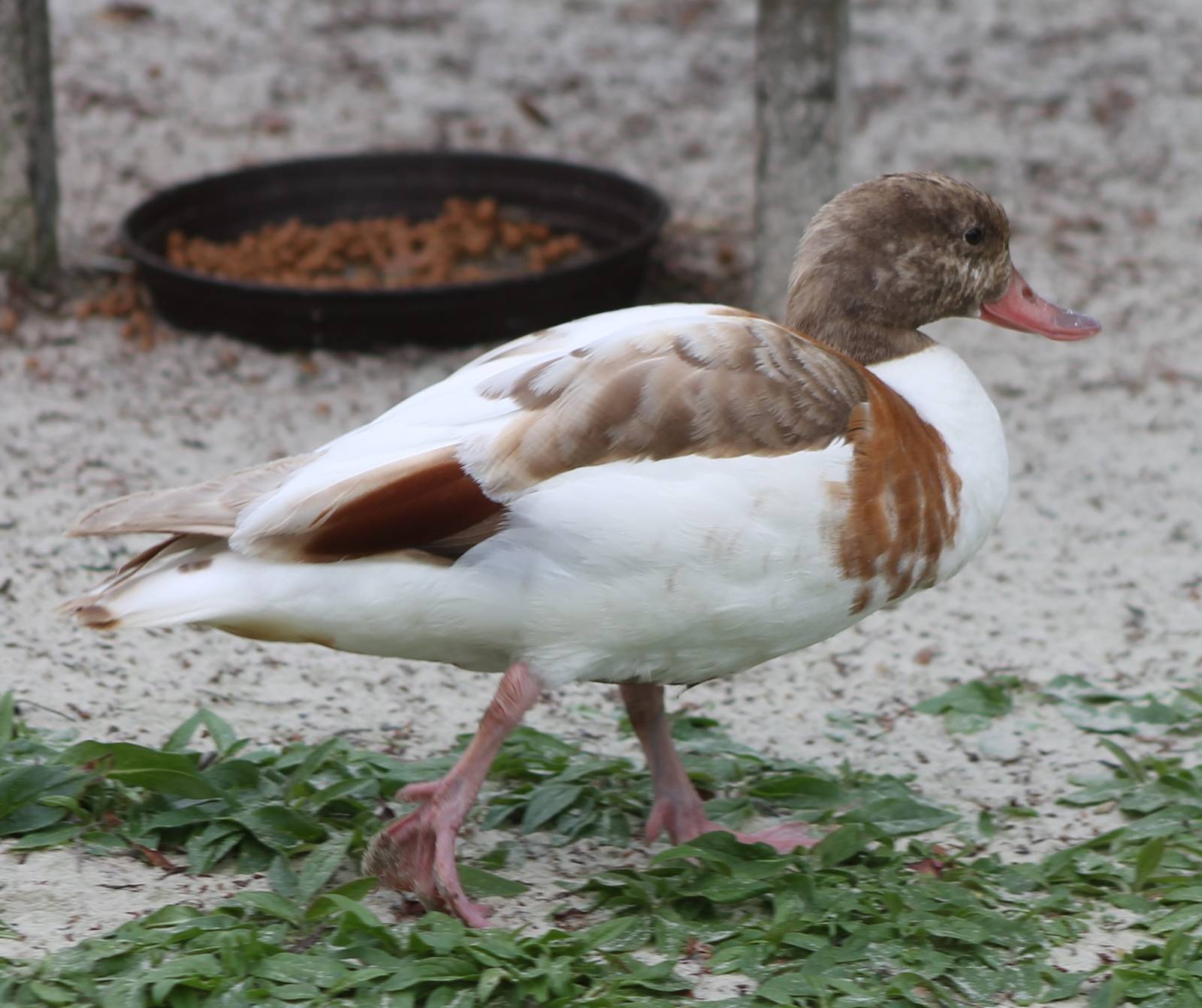 Shelduck mutation