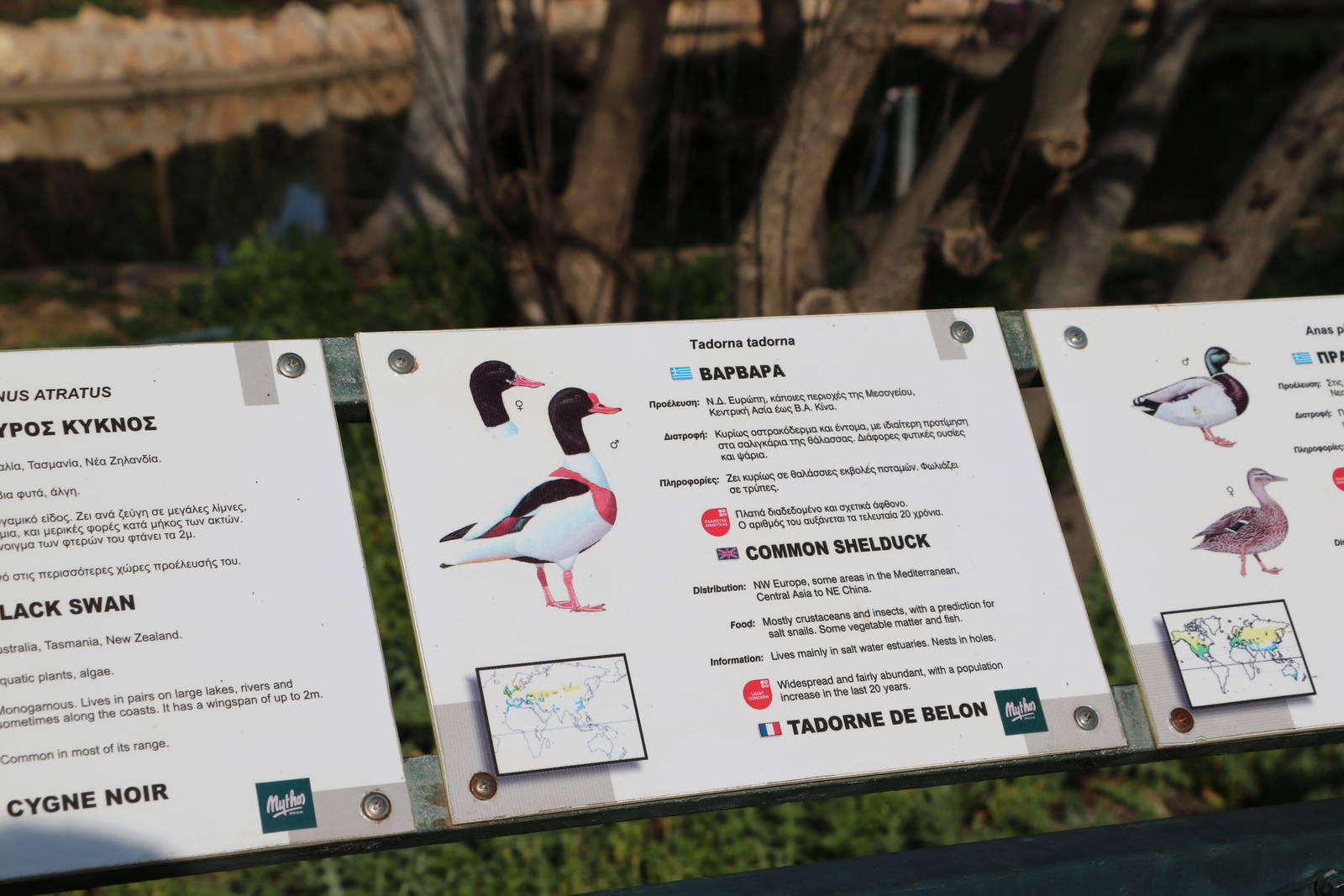 Shelduck sign, February 2016