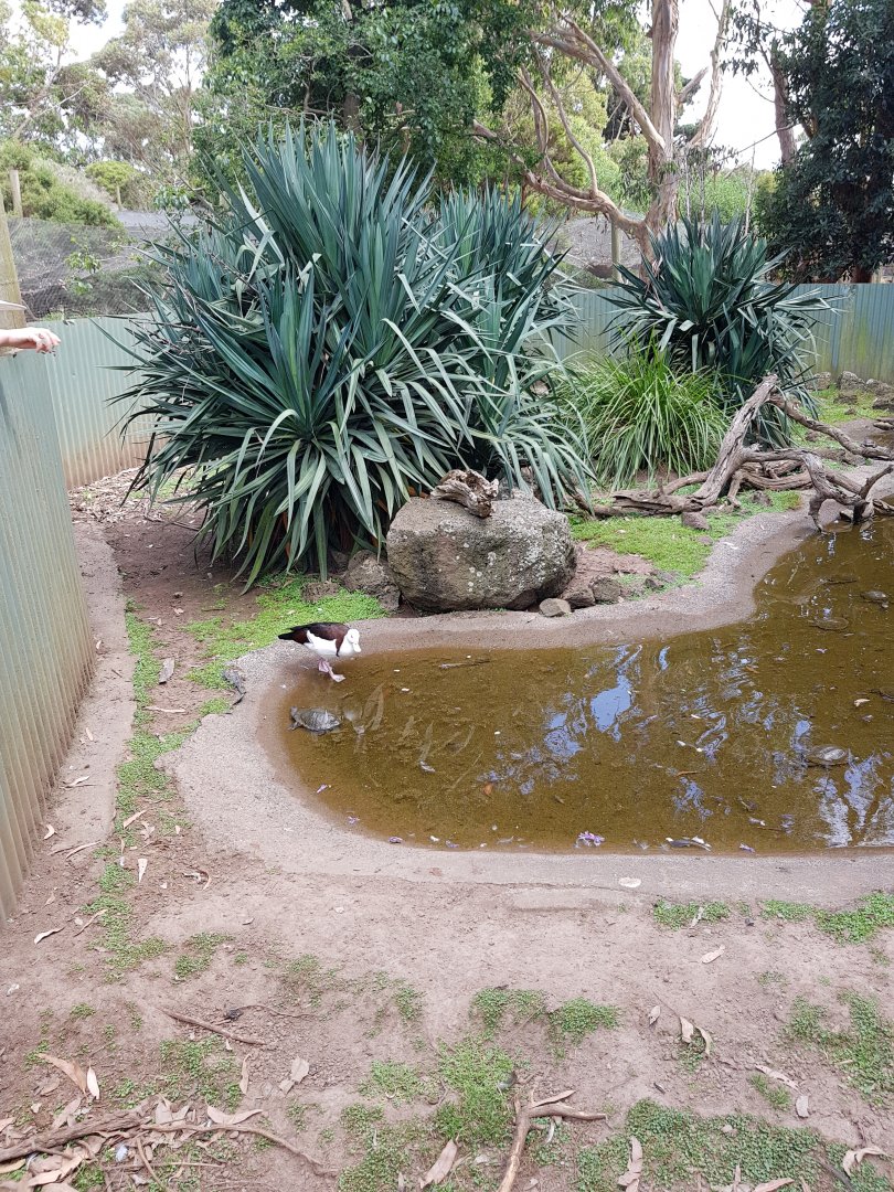 Shelduck & Turtle Exhibit - Phillip Island Wildlife Park