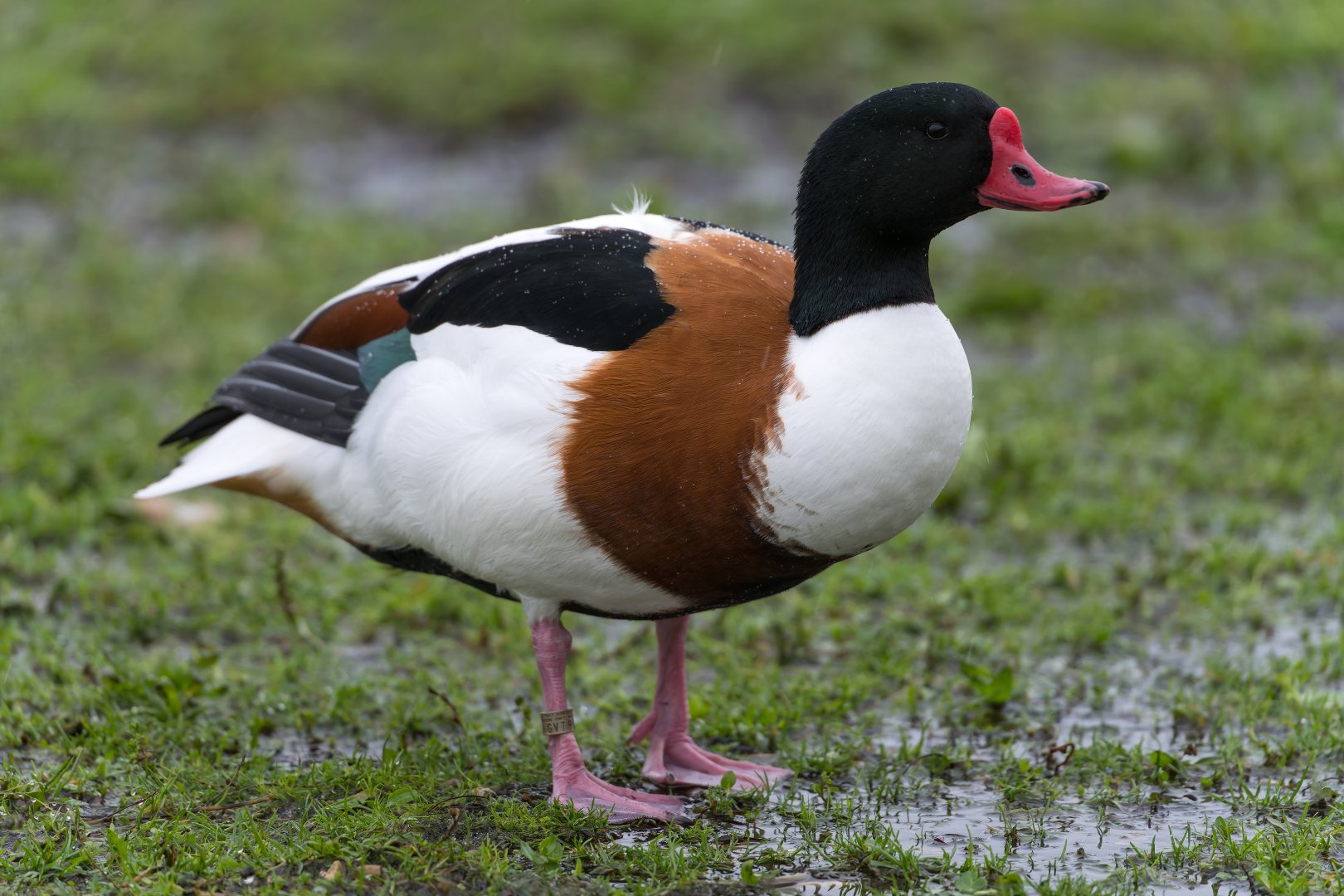 Shelduck (wild), UK