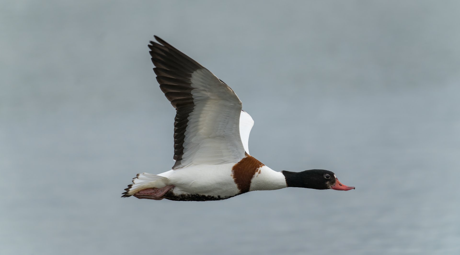 Shelduck (wild) UK