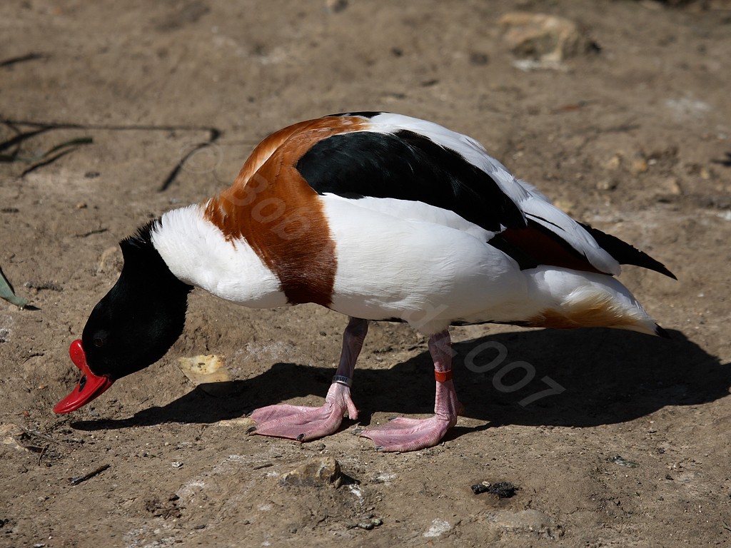 Shelduck