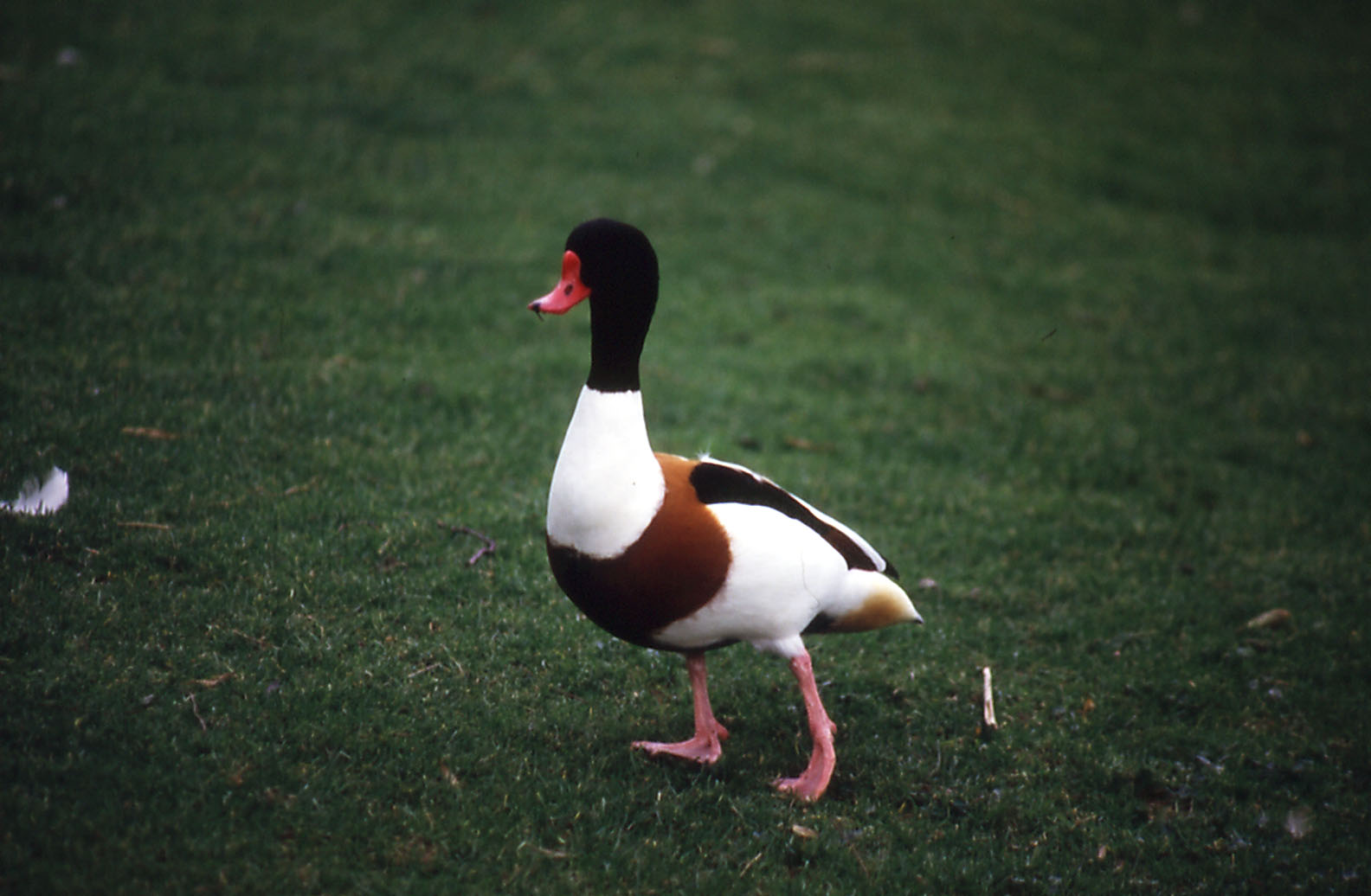 Shelduck