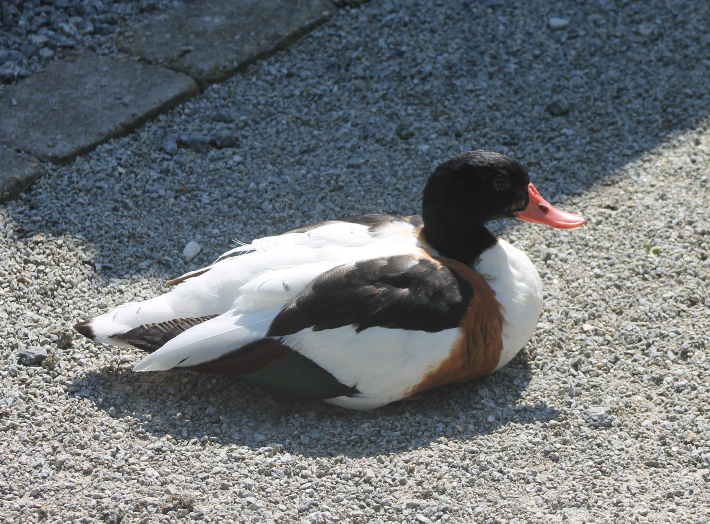 Shelduck
