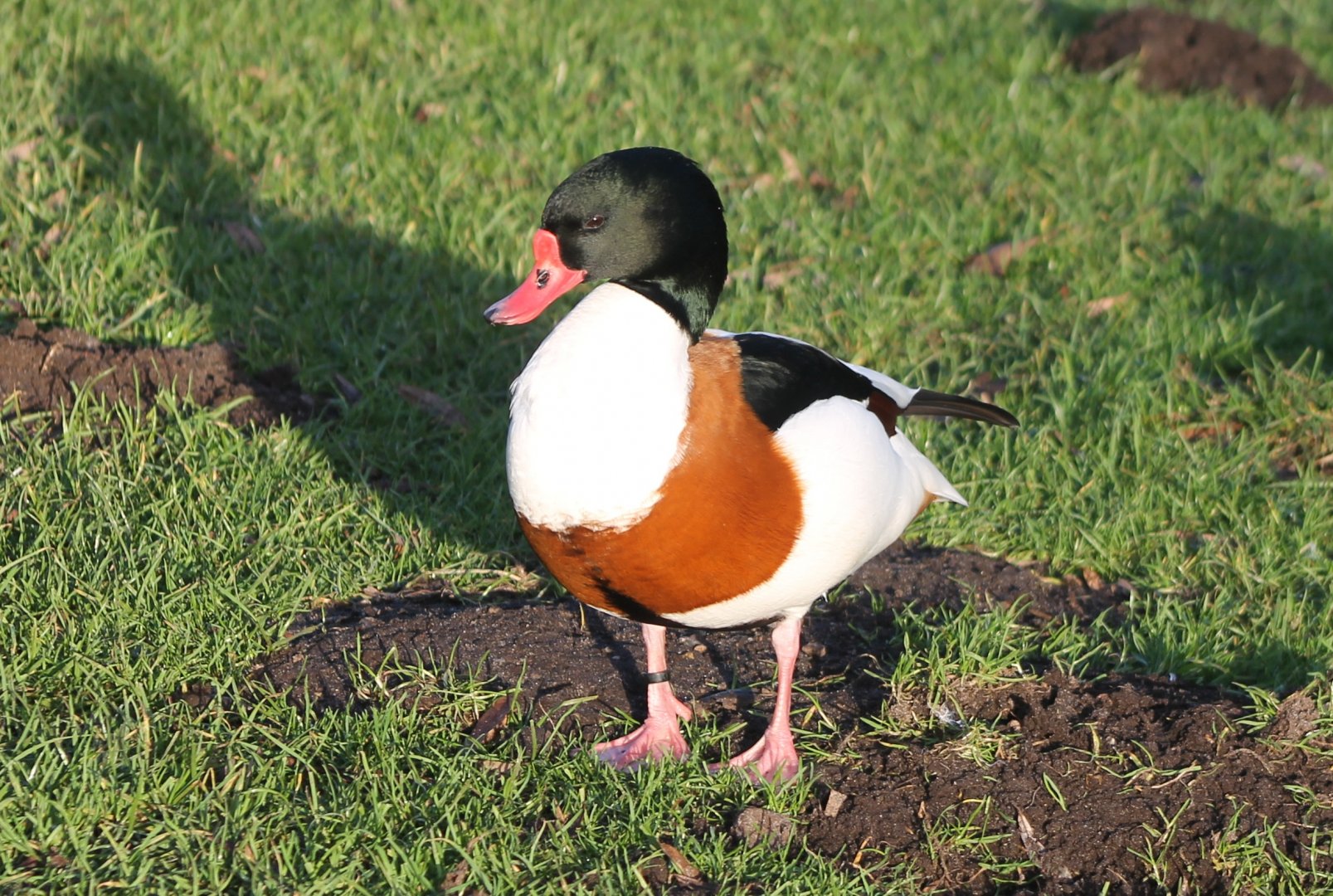 Shelduck