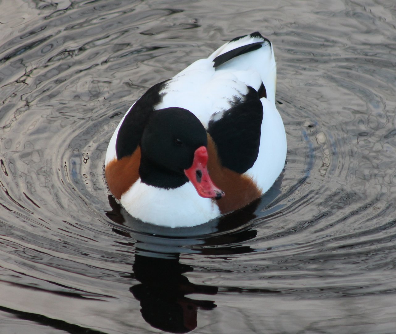 Shelduck