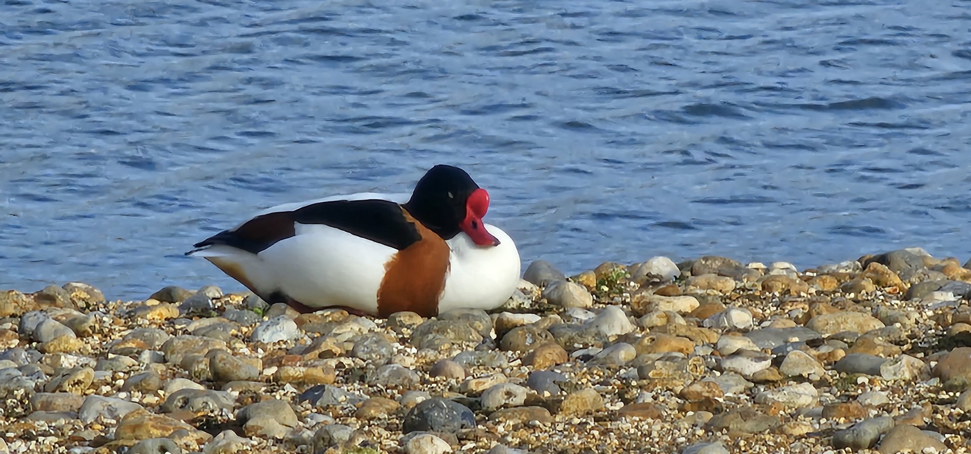 Shelduck