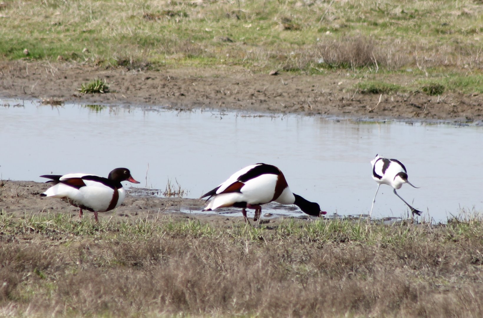 Shelducks and Avocet