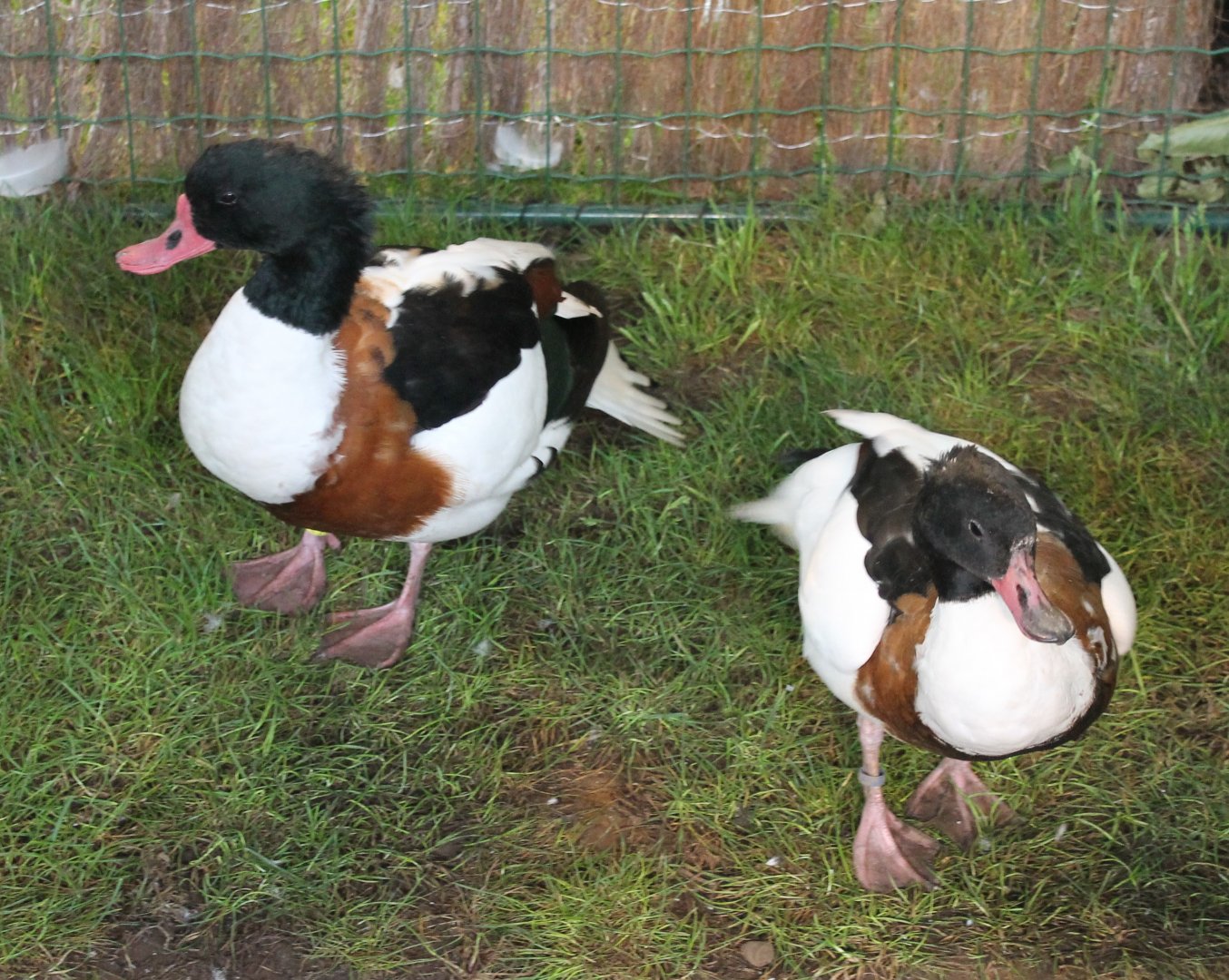 Shelducks