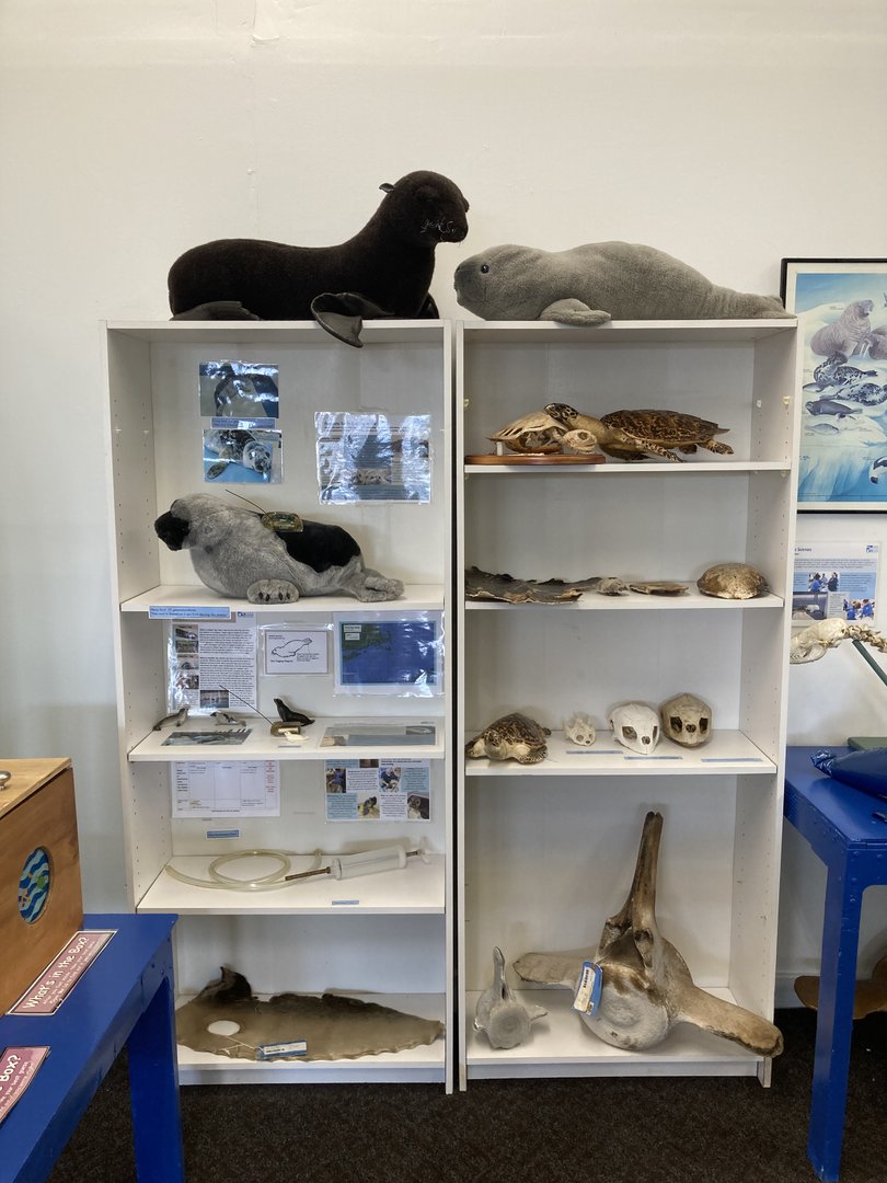 Shelf of artifacts and toys