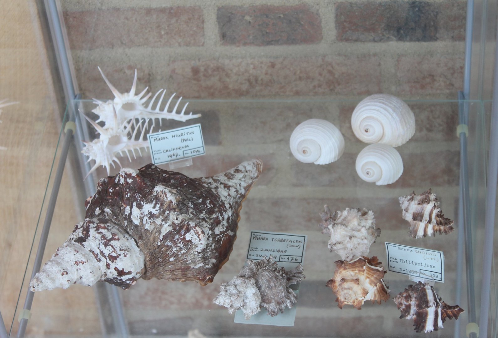 Shell-collection in the Restaurant