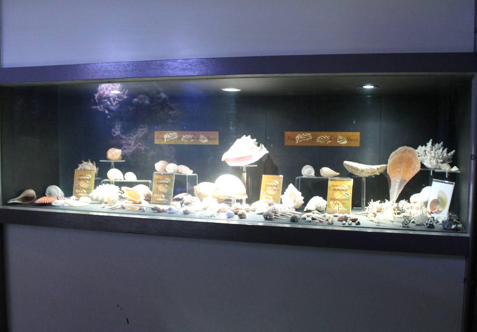 Shell-display
