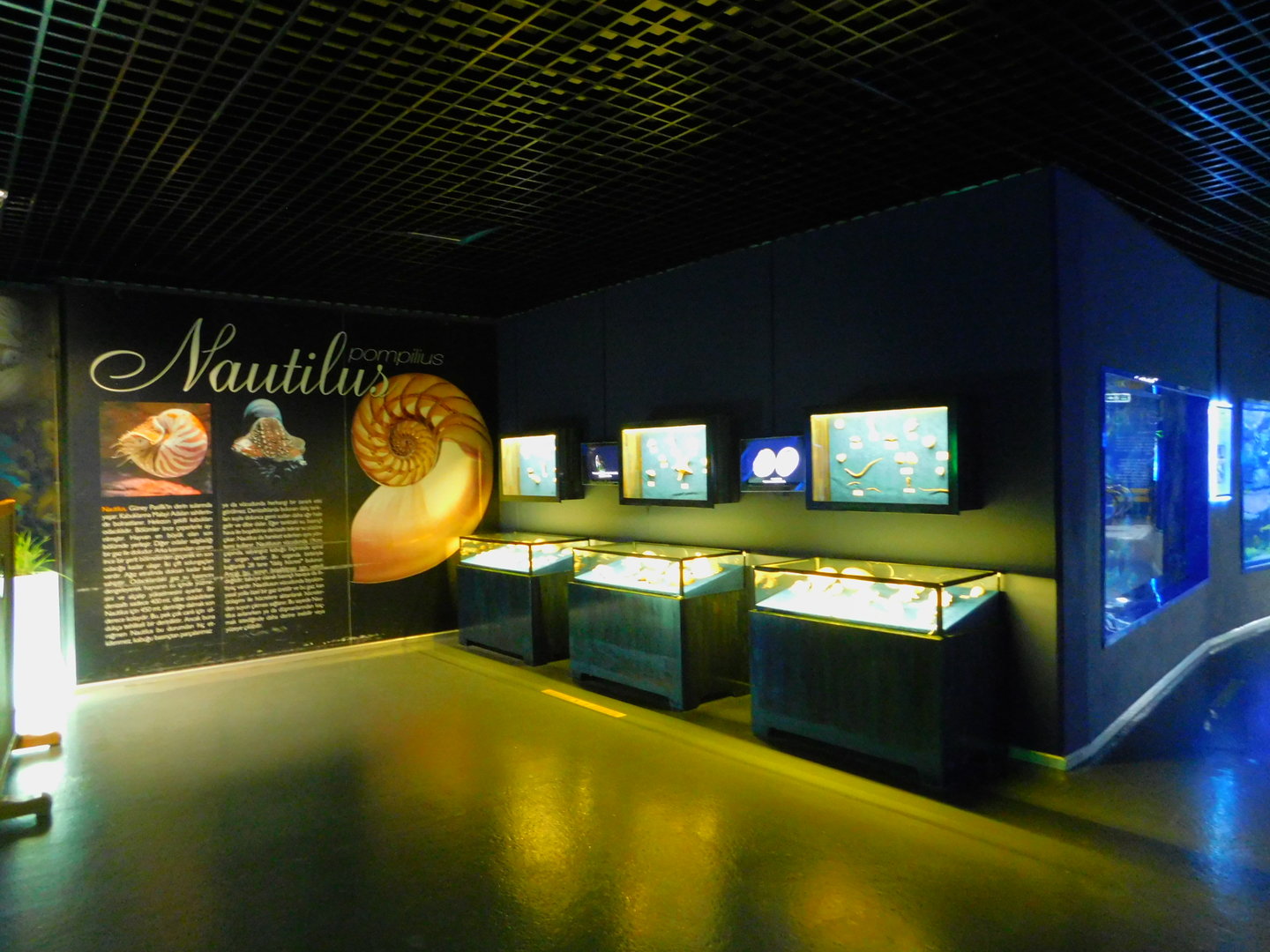 Shell display