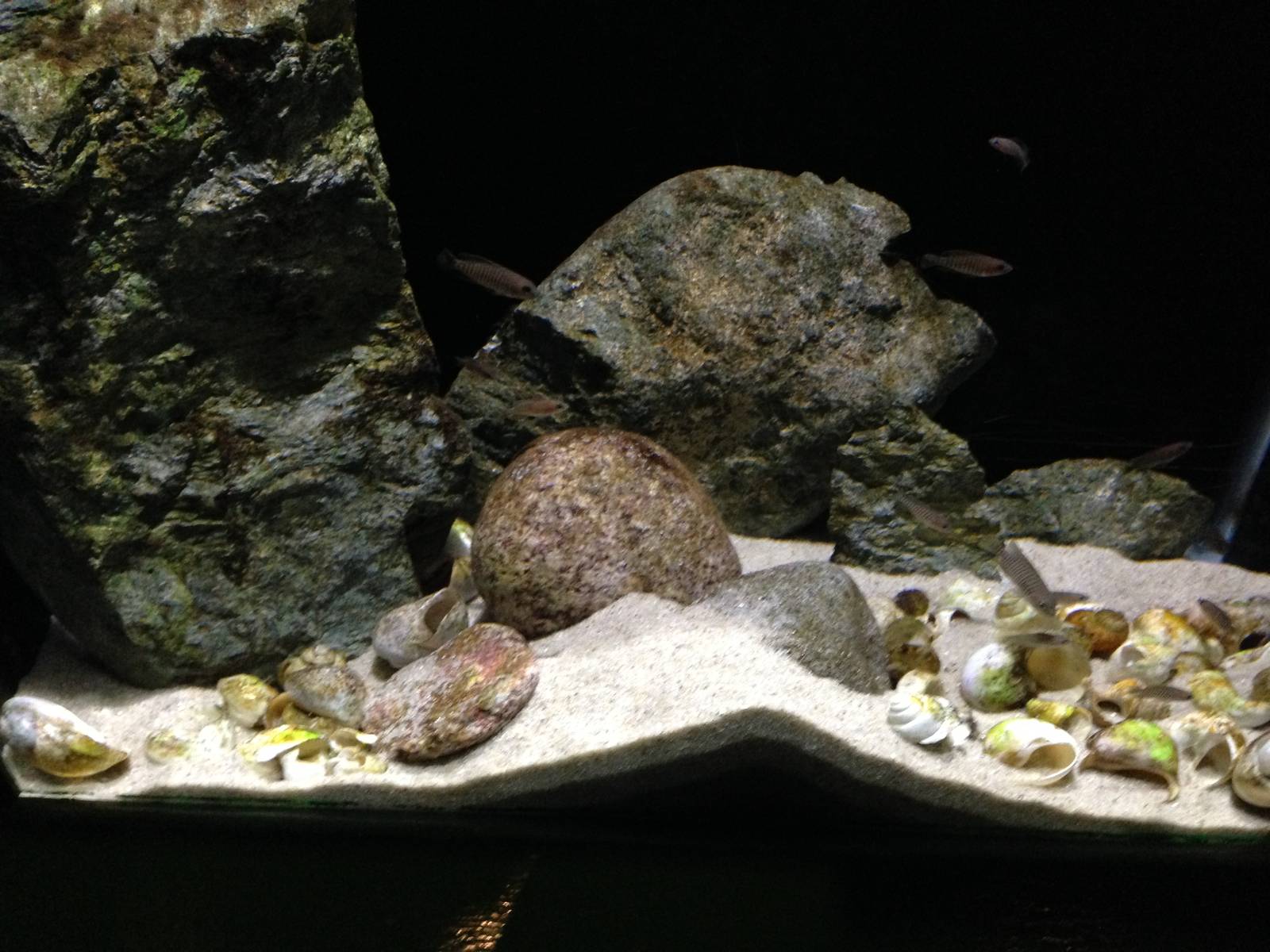 Shell-dwelling Cichlid Tank at Blue Planet Aquarium - 05/10/2013