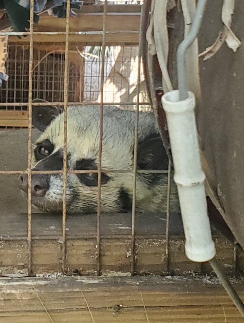 Shell Factory (2022) - Asian Palm Civet