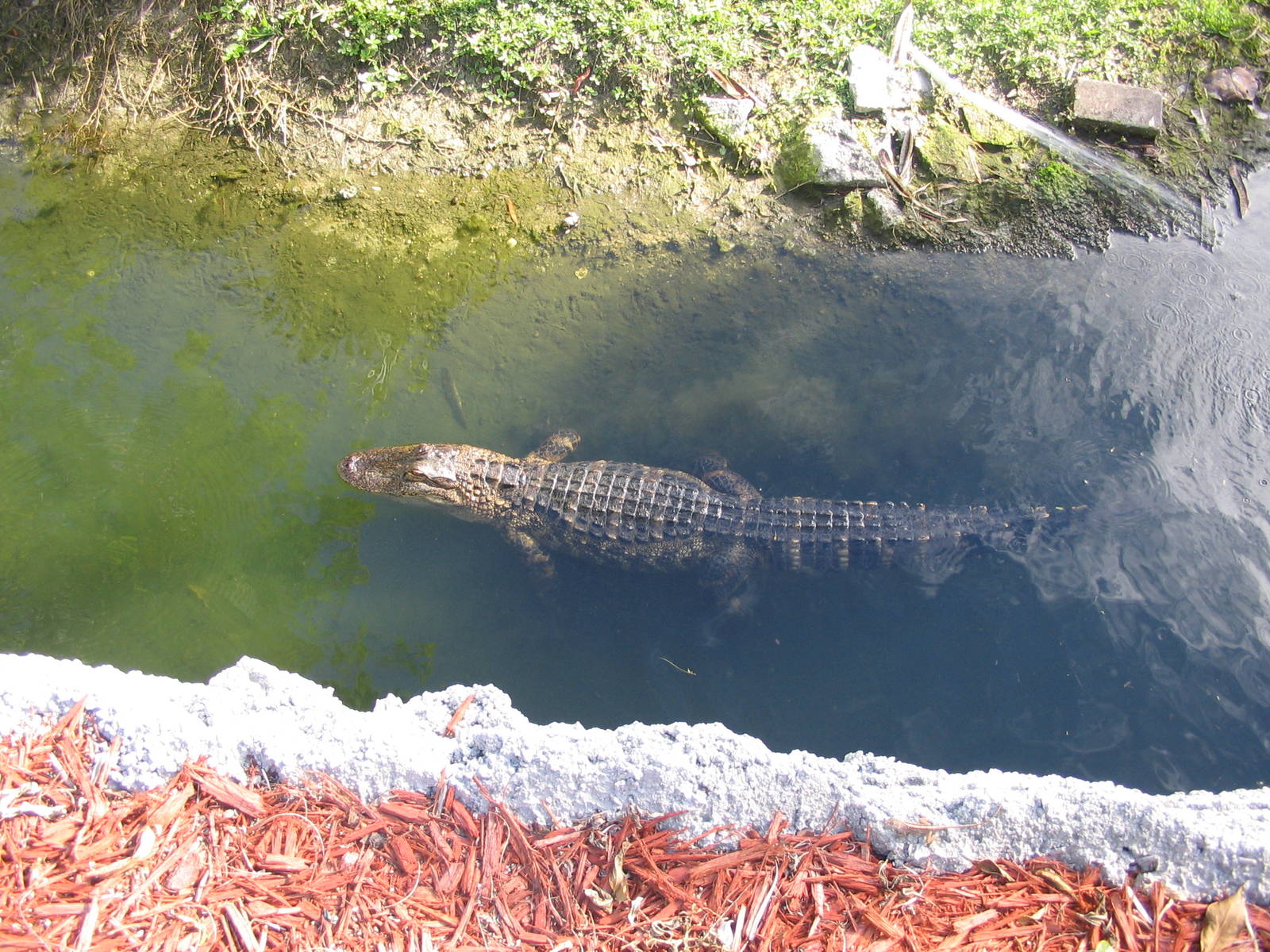 Shell Factory and Nature Park- Gator Slough