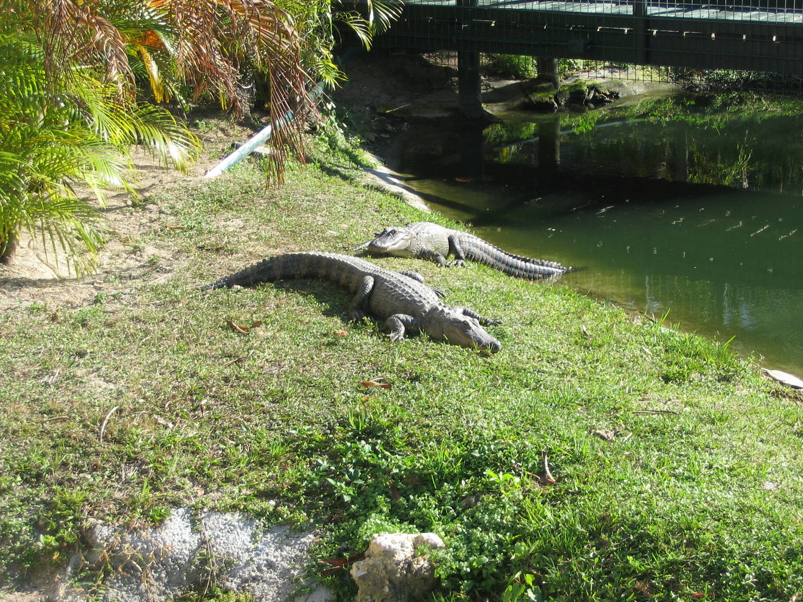 Shell Factory and Nature Park- Gator Slough