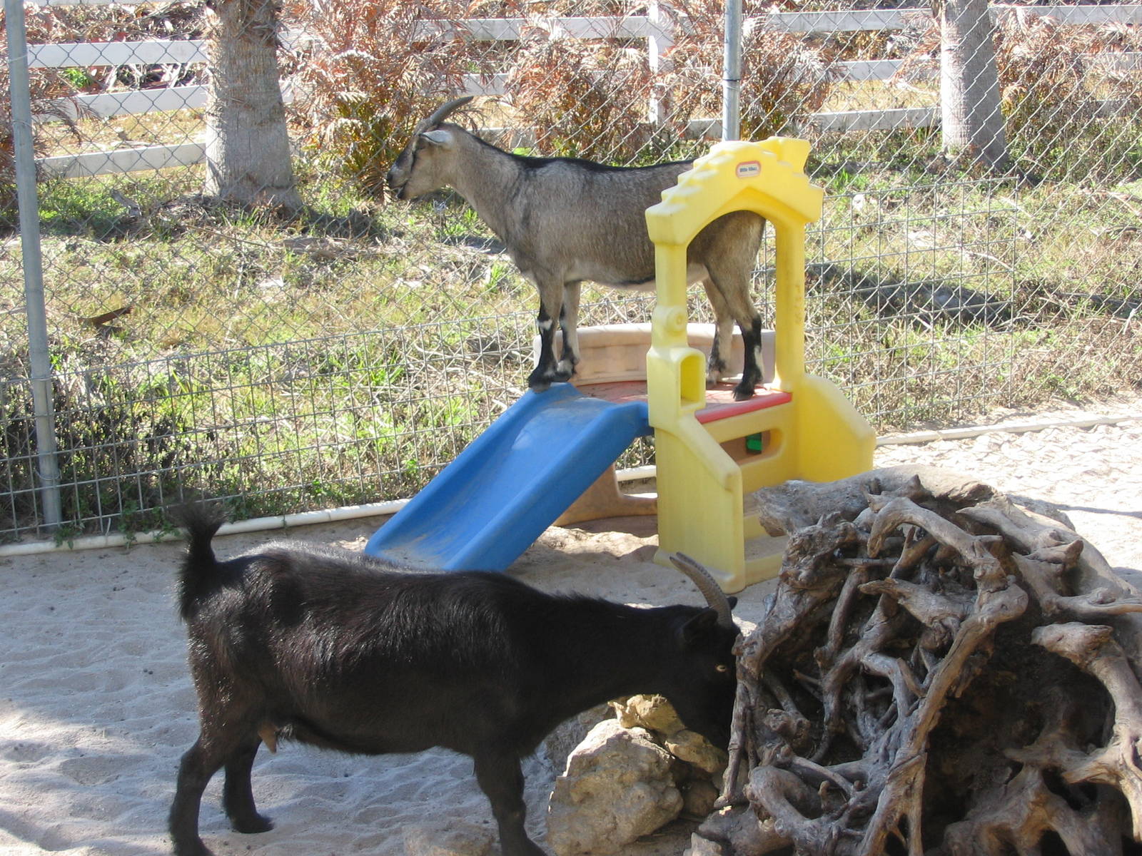 Shell Factory and Nature Park- Goats