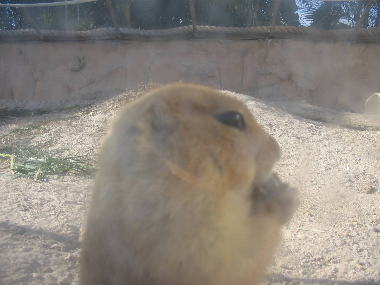 Shell Factory and Nature Park- Prairie Dog