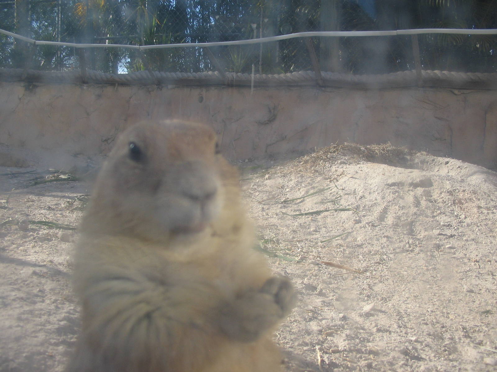 Shell Factory and Nature Park- Prairie Dog