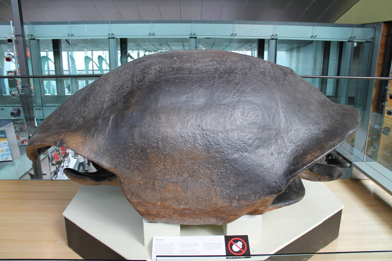 shell of Colossochelys atlas, the largest tortoise ever