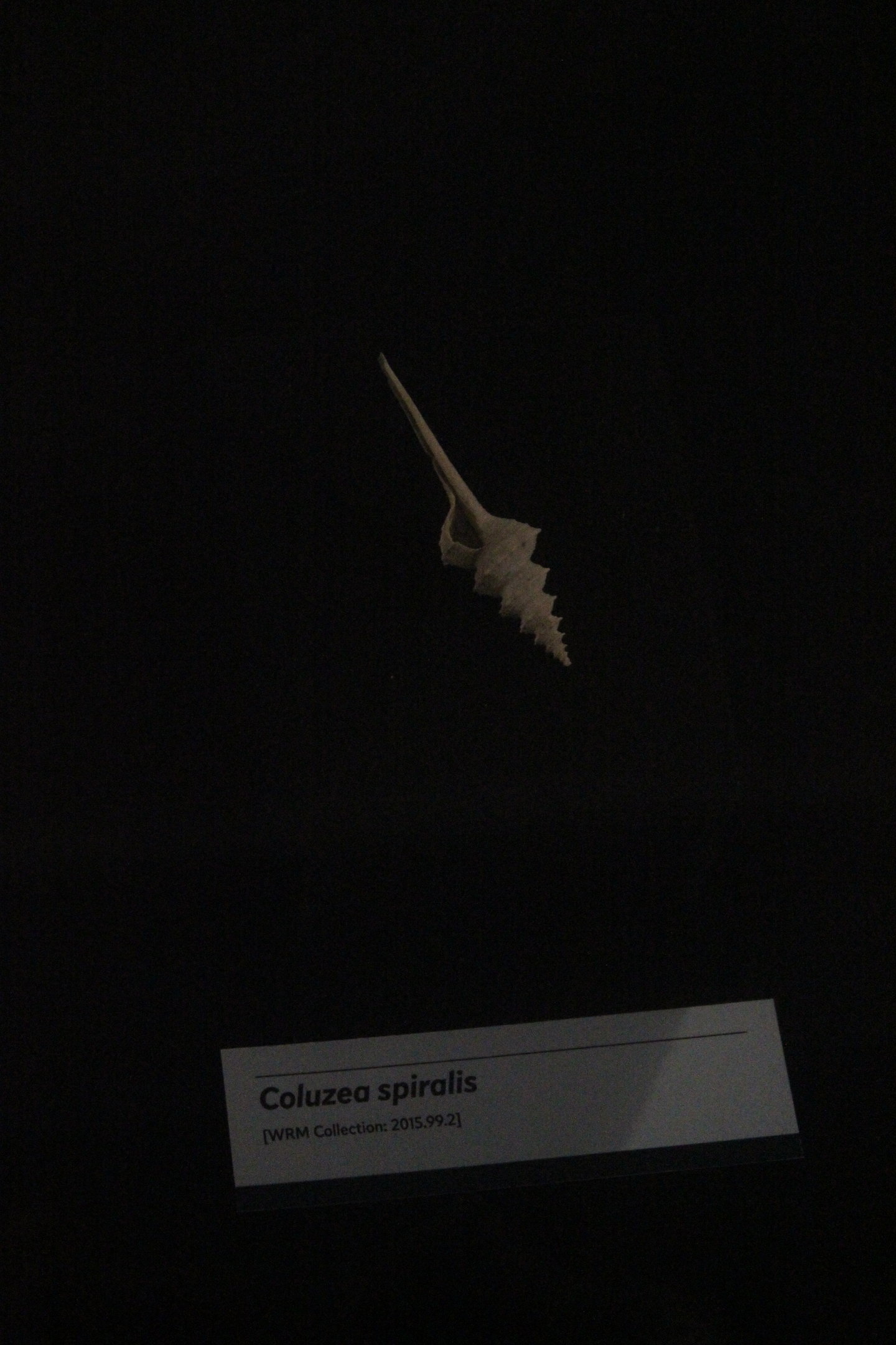 Shell of Coluzea spiralis, Whanganui Regional Museum