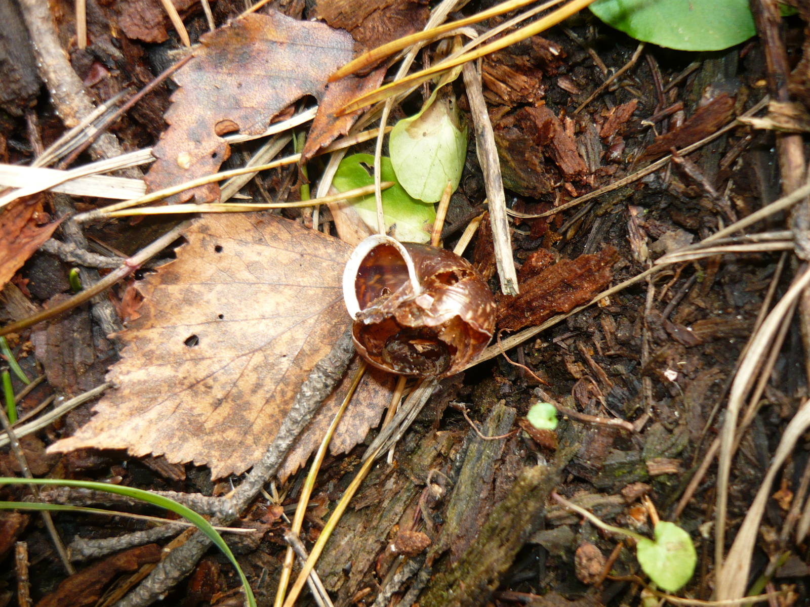 Shell of Copse snail (Arianta arbustorum) eaten by thrush