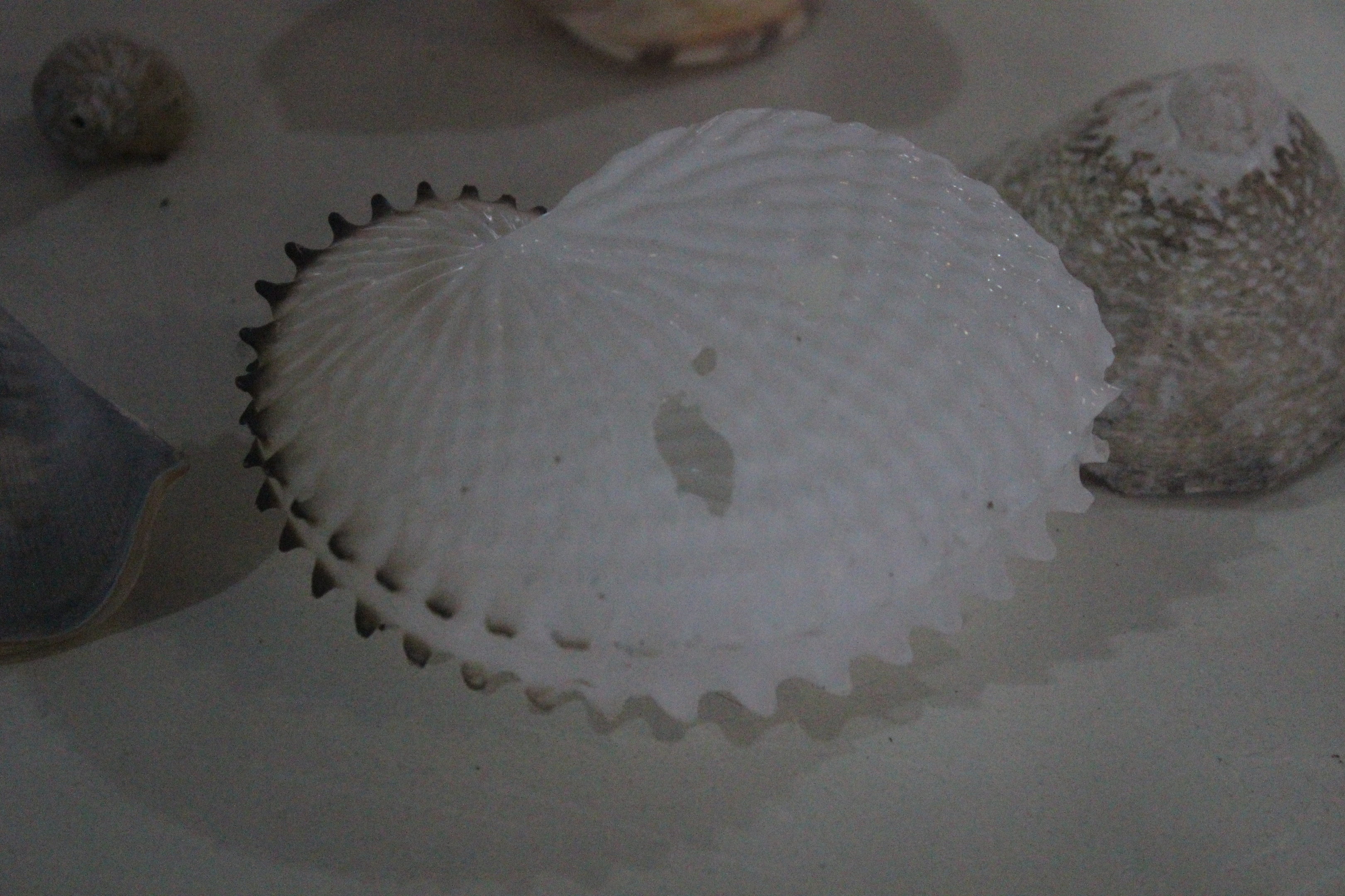 Shell of Paper Nautilus, Wildlife Foxton Trust