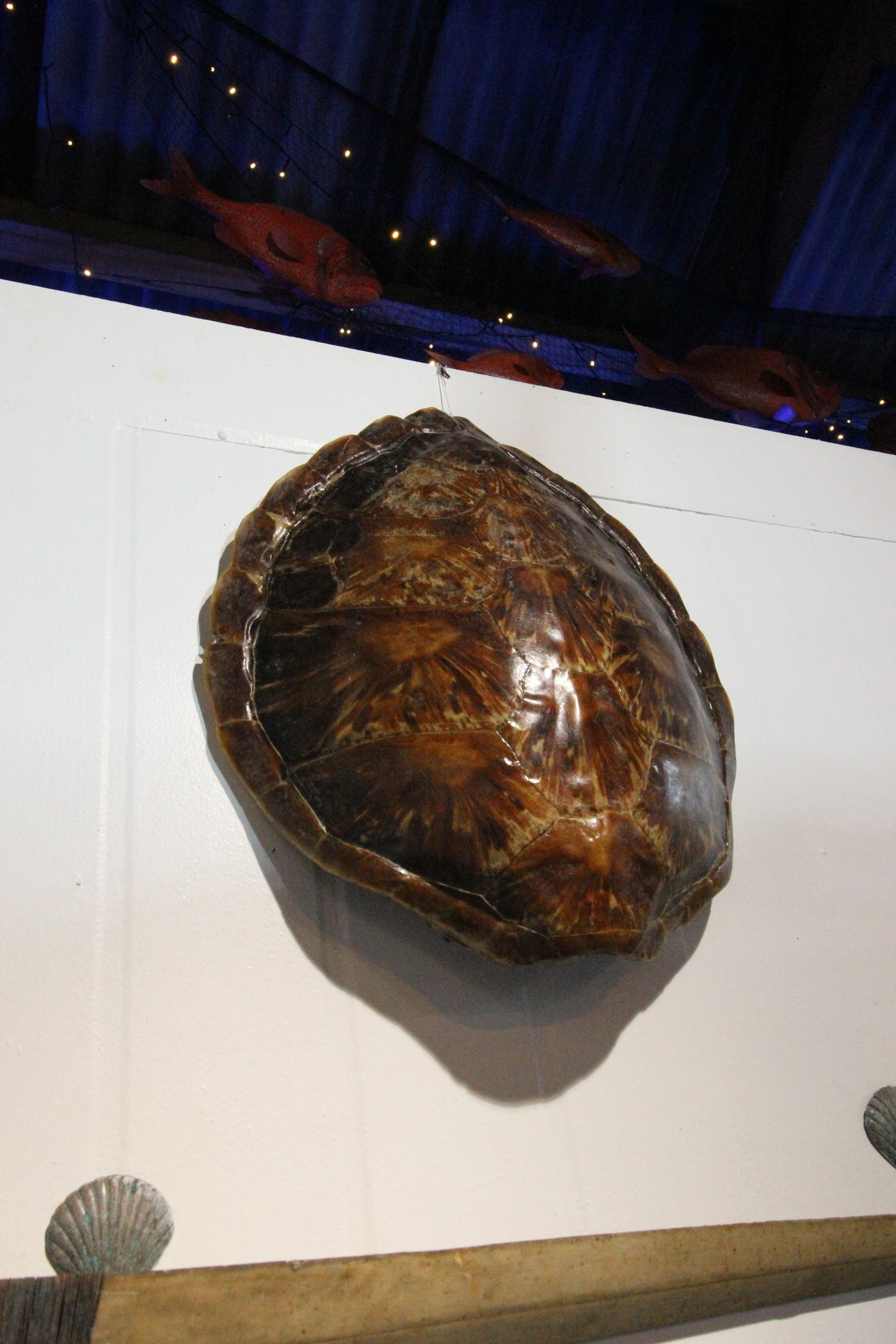 Shell of Sea Turtle