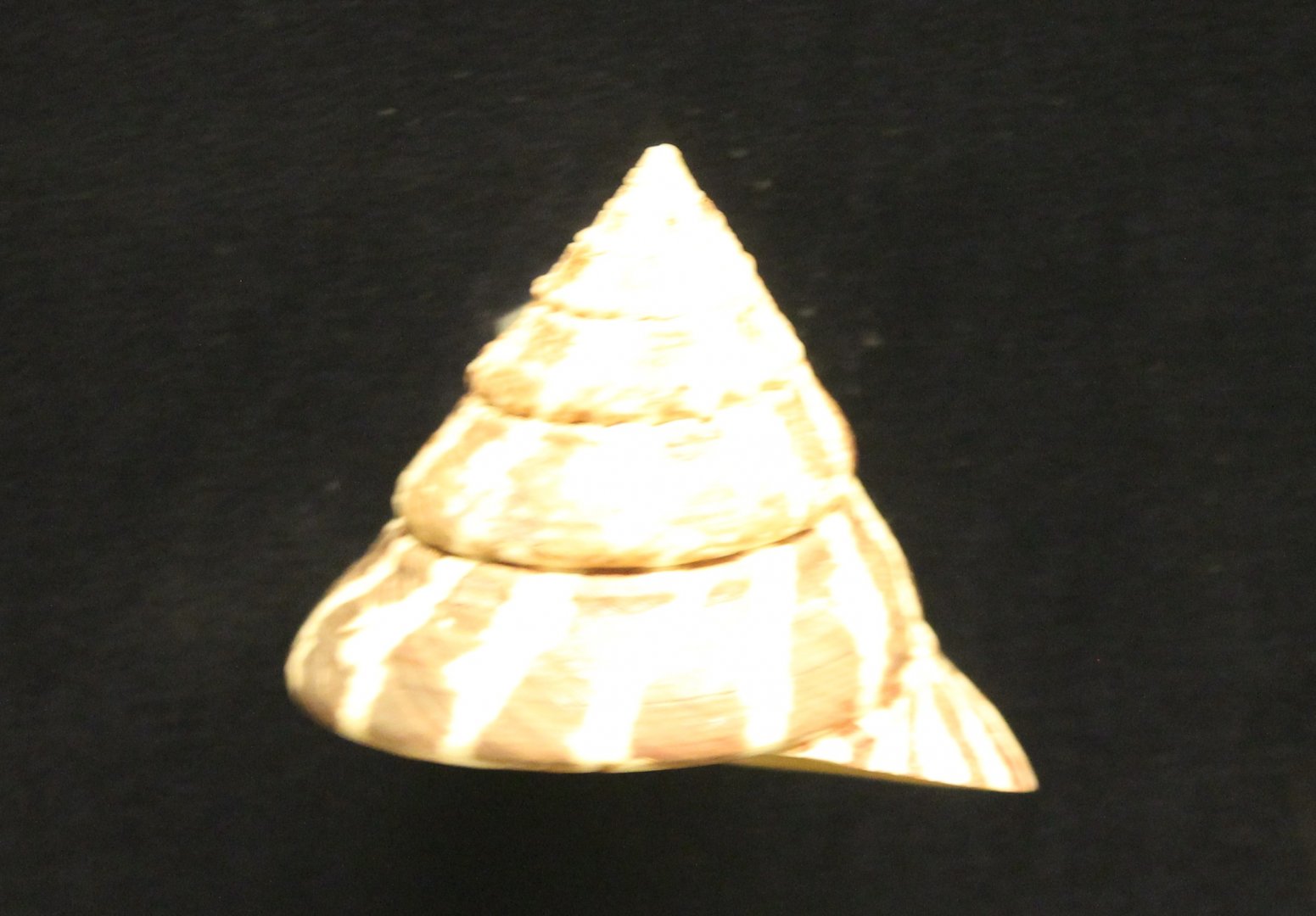 Shell