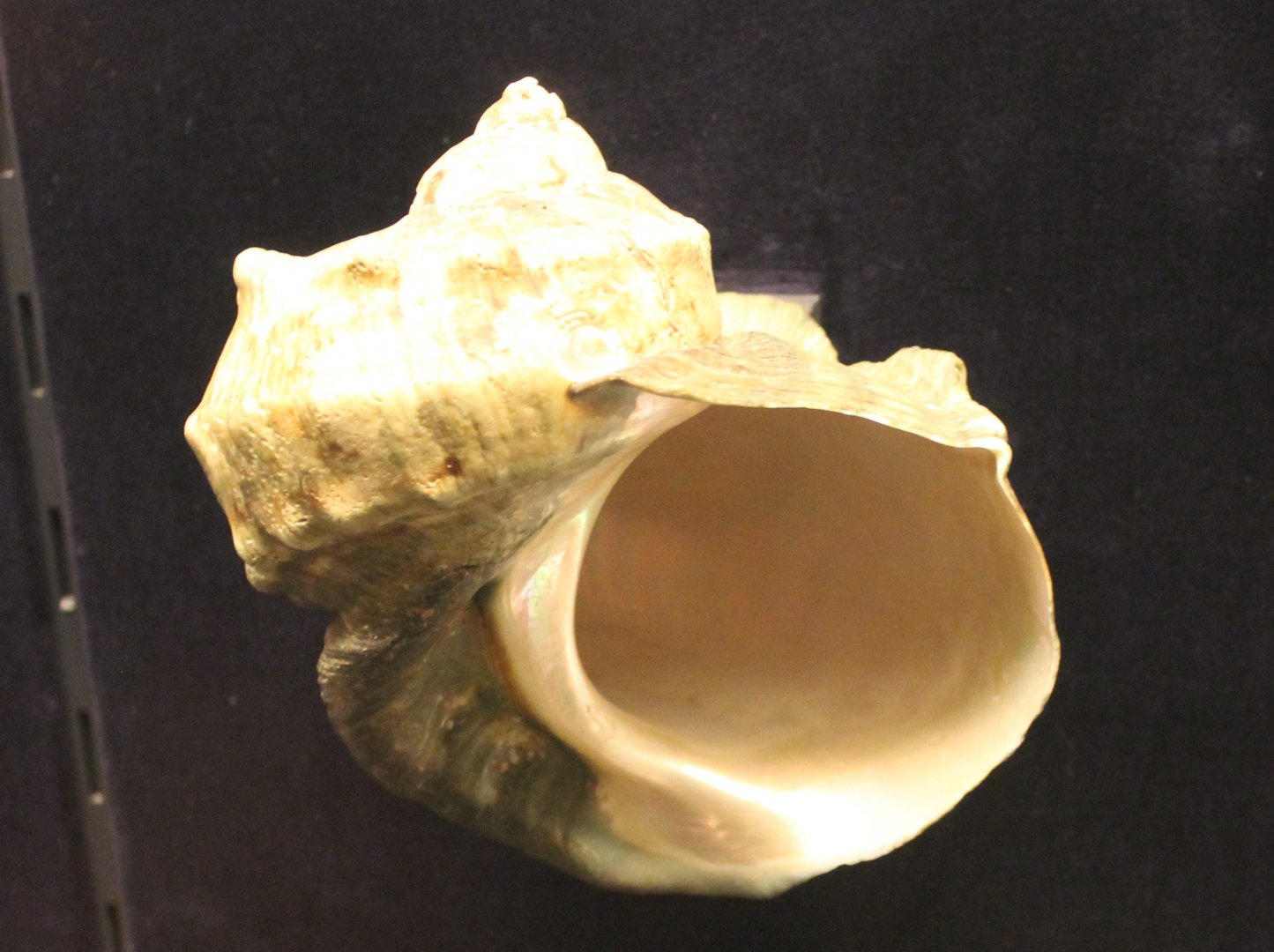 Shell